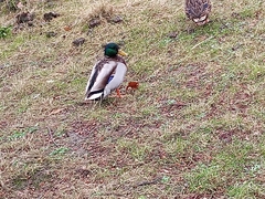 Anas platyrhynchos