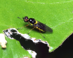 Acanthasargus