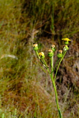 Senecio variifolius
