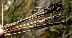 Schoenus neovillosus