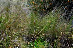 Schoenus neovillosus