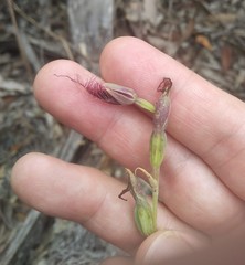 Calochilus gracillimus