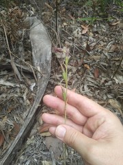 Calochilus gracillimus