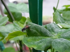 Apis florea