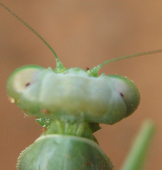 Sphodromantis
