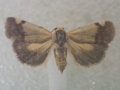 Acontia detrita