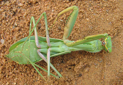 Sphodromantis