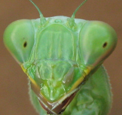 Sphodromantis