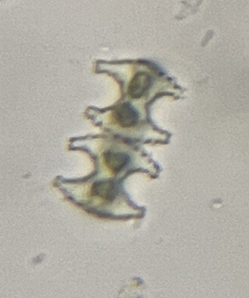 Staurastrum crenulatum