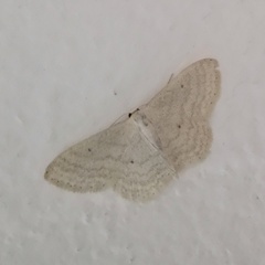 Scopula incanata