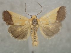Acontia thapsina