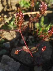 Rotala serpyllifolia