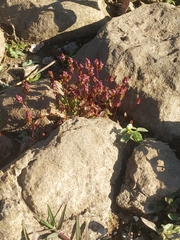 Rotala serpyllifolia
