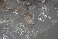 Nodilittorina pyramidalis