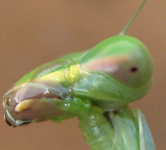 Sphodromantis