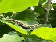 Podarcis muralis