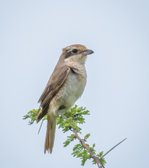 Lanius isabellinus