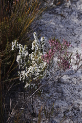 Erica placentiflora