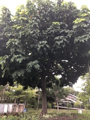 Cola gigantea
