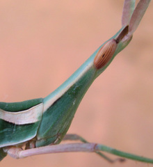 Acrida acuminata