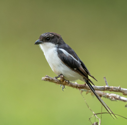 Northern Fiscal