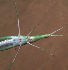 Acrida acuminata