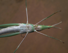 Acrida acuminata