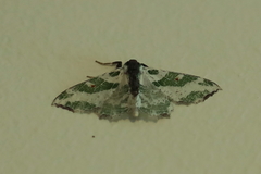 Victoria fuscithorax