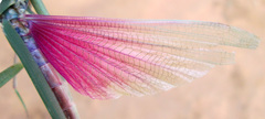 Acrida acuminata