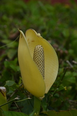 Lysichiton