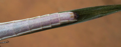 Acrida acuminata