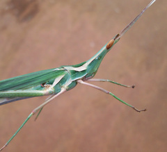 Acrida acuminata