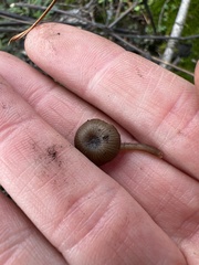 Lyophyllum anthracophilum