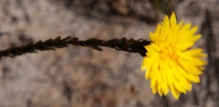 Lachnaea aurea