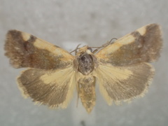 Acontia thapsina