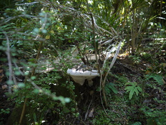 Ganoderma
