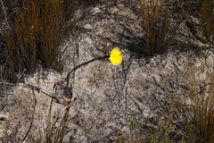 Lachnaea aurea
