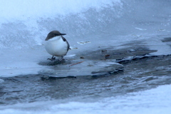 Cinclus cinclus leucogaster