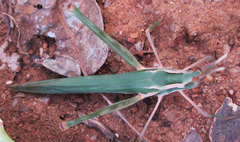 Acrida acuminata