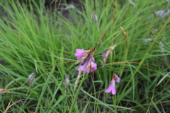 Dierama dissimile