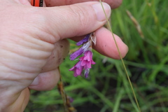 Dierama dissimile