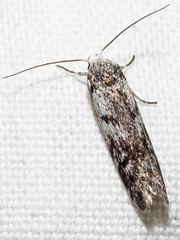 Lichenaula onychotypa