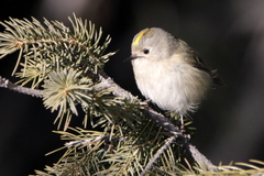 Regulus regulus tristis