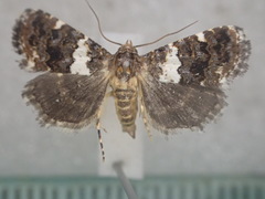 Epopsima fasciolata