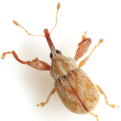 Cionopsis lineola