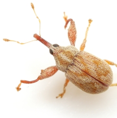 Cionopsis lineola