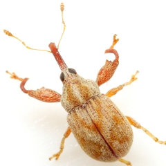 Cionopsis lineola
