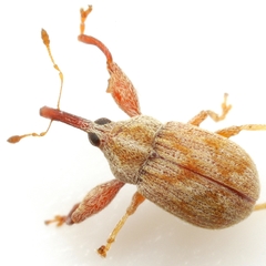 Cionopsis lineola