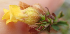 Hermannia cuneifolia