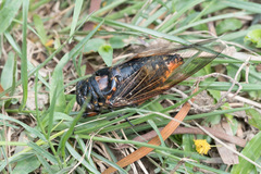 Cryptotympana mandarina